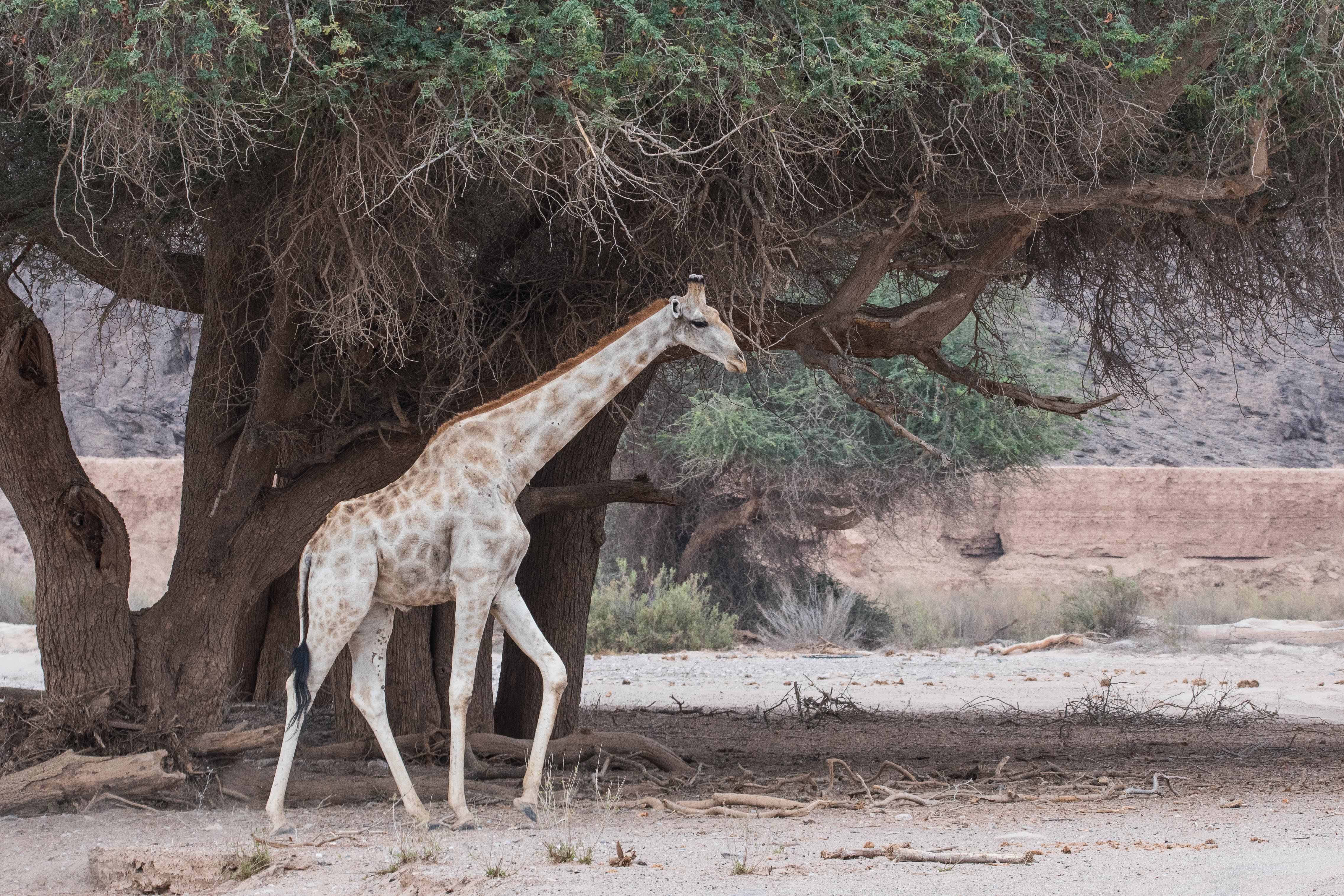 Girafe d'Angola adaptée au désert (Desert-adapted Angolan giraffe, Giraffa girafa angolensis) jeune mâle arpentant le lit asséché de la rivière Hoanib  alors à sec, Kaokoland, Région de Kunene, Namibie.